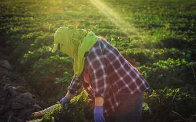 Sister Farms: How Slow Food East Bay Showed Up for Local Farmers