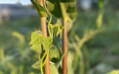 The Piscataqua Seed Project with Slow Food Seacoast