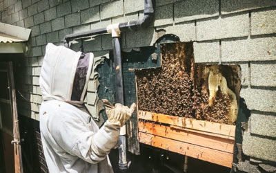 The HOʻŌLA Beekeepers