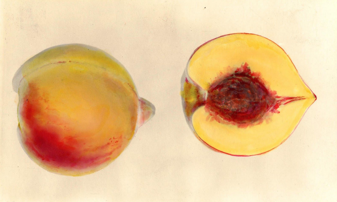 A taste of Peaches  programmed to breed