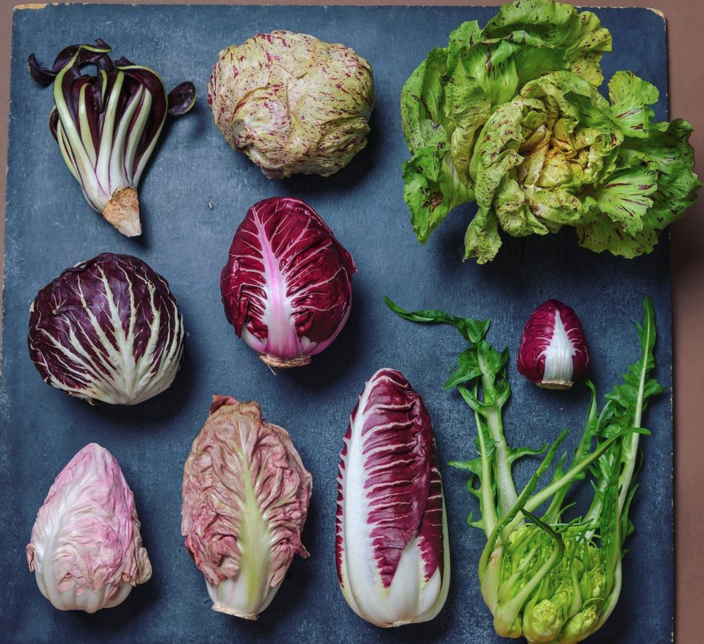 Image of chicories by Shawn Linehan
