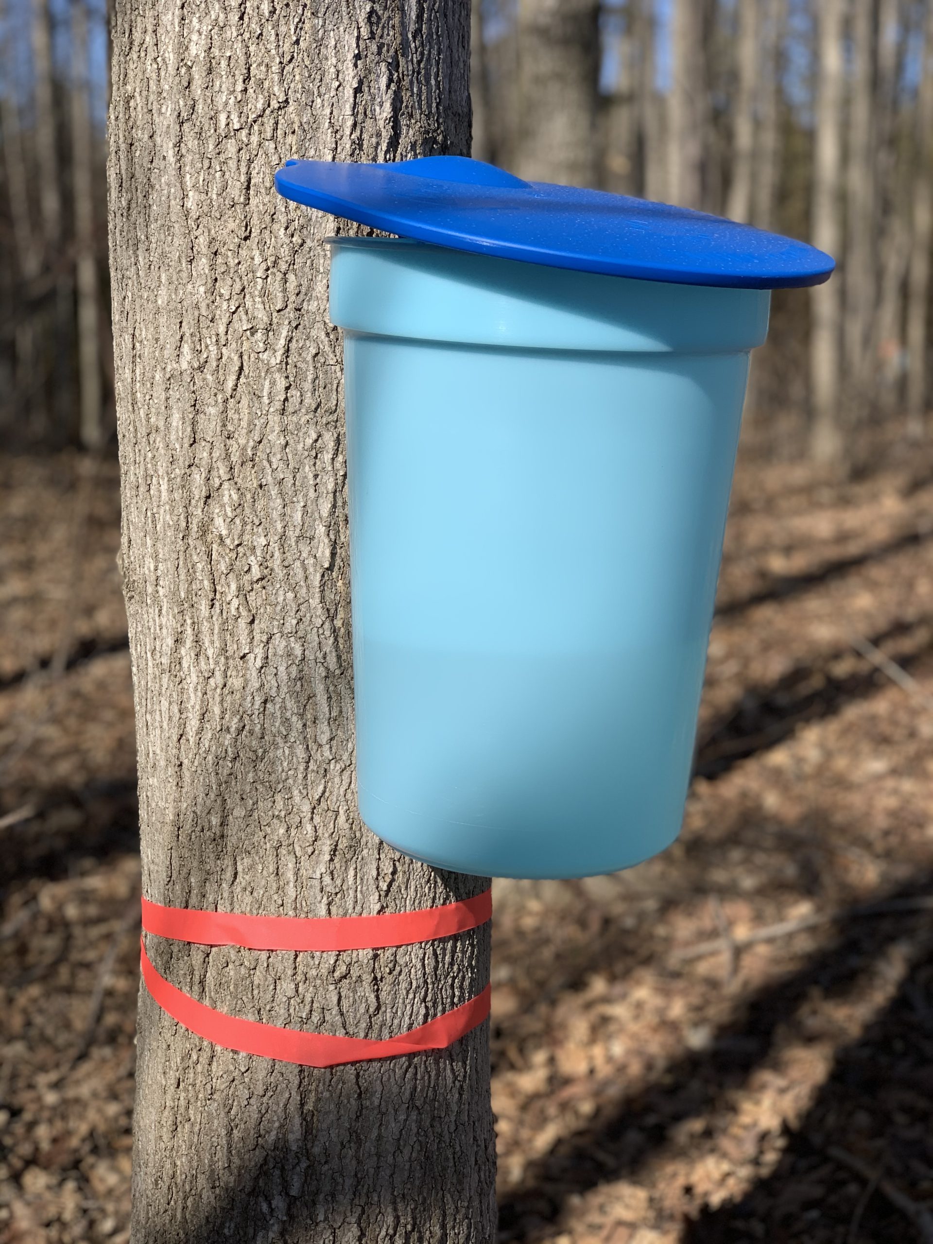 Maple Sugaring and Candy Thermometer - Tap My Trees - Maple Sugaring for  the Hobbyist - Maple Syrup Products